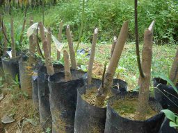 Bud Grafter Training Programme